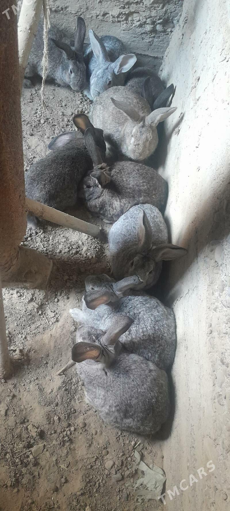 towşan - Kaka - img 3