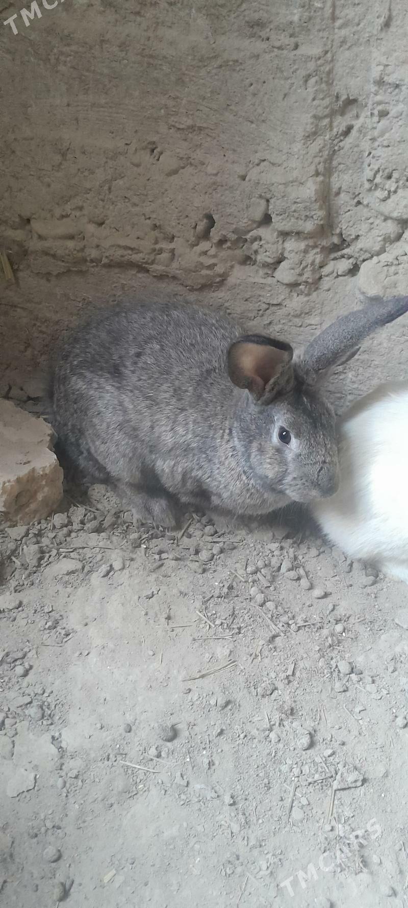 towşan - Kaka - img 5