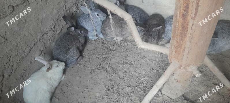 towşan - Kaka - img 2