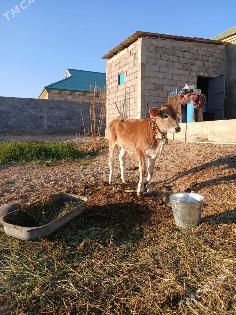 şiwes arasa öküz - Гёкдепе - img 3