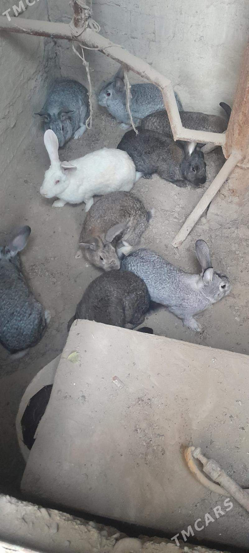 towşan - Kaka - img 4