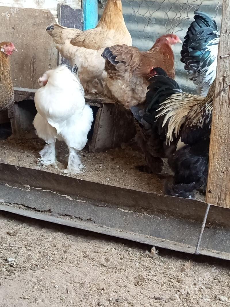 Brama - Гёкдепе - img 5