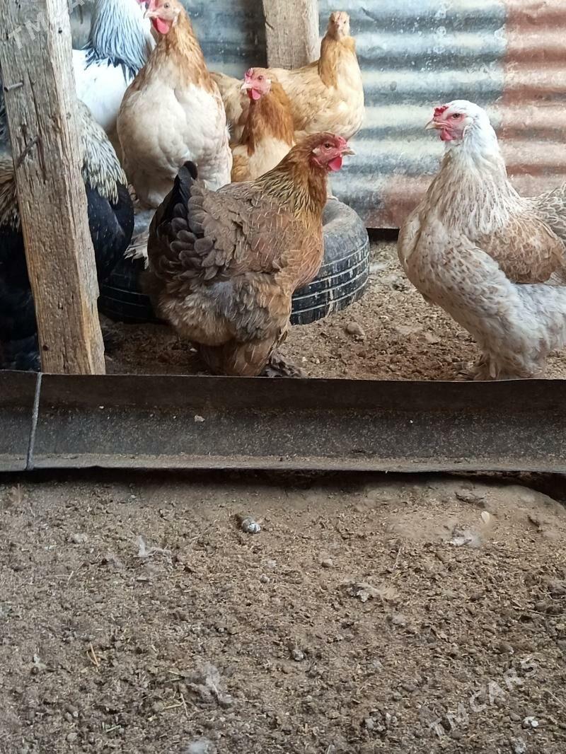 Brama - Гёкдепе - img 3