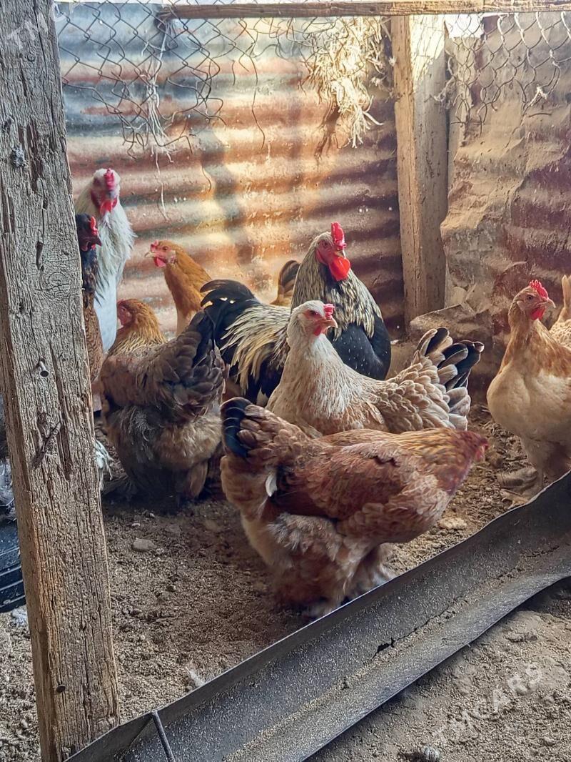 Brama - Гёкдепе - img 2