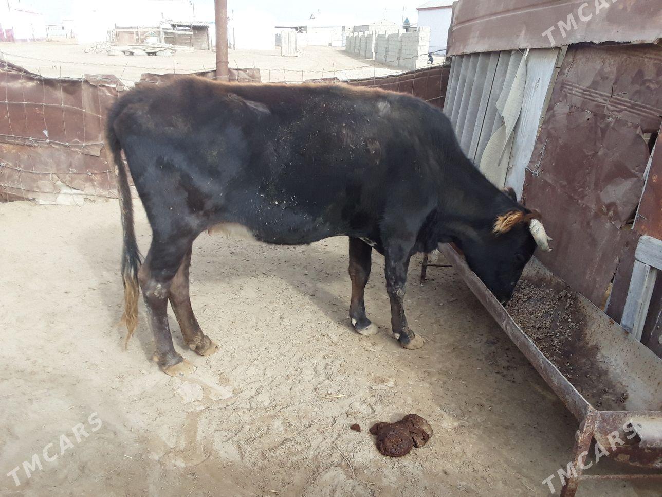 Sygyr - Esenguly - img 3