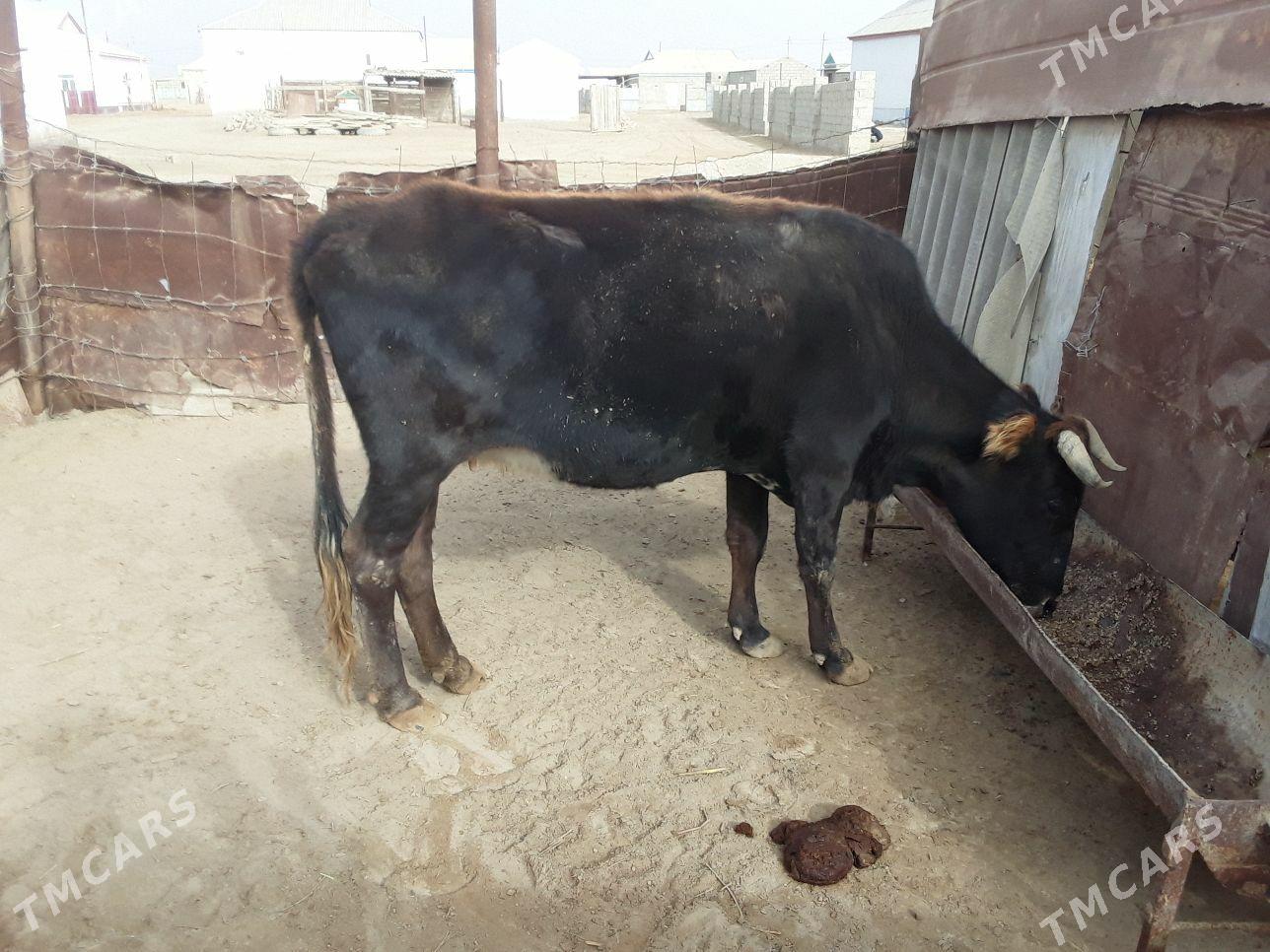 Sygyr - Esenguly - img 2