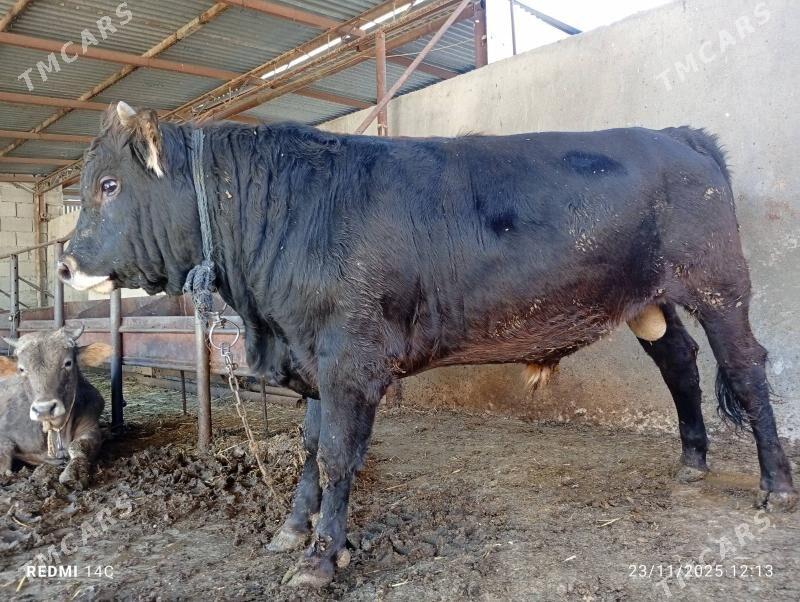 öküz - Bäherden - img 3