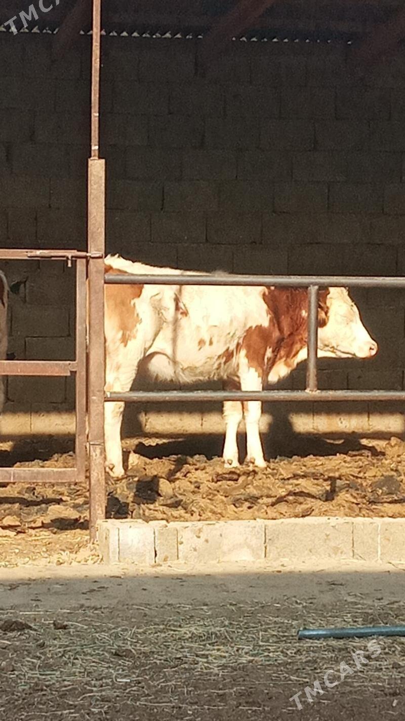 Tüweler - Aşgabat - img 2