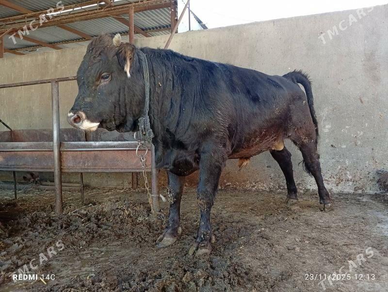 öküz - Bäherden - img 2