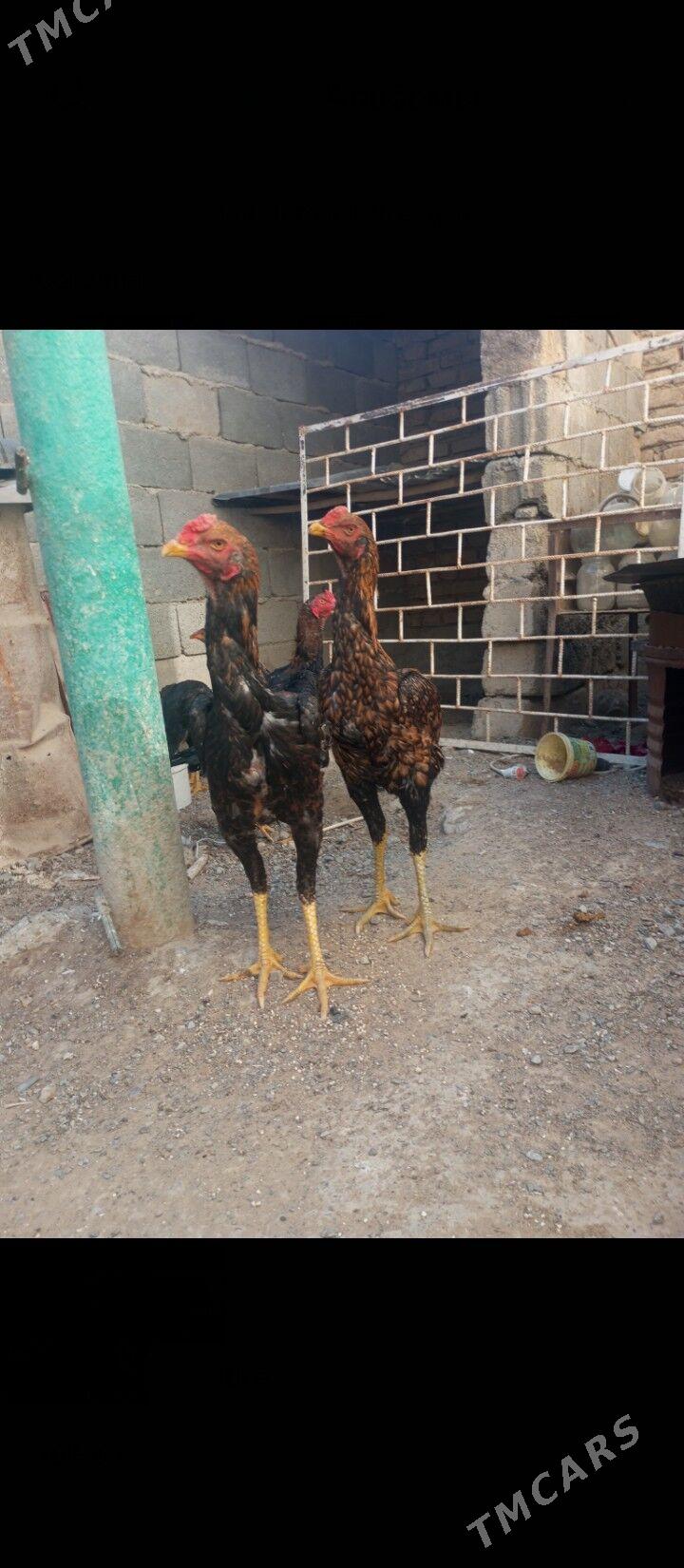 horaz juje - Aşgabat - img 1