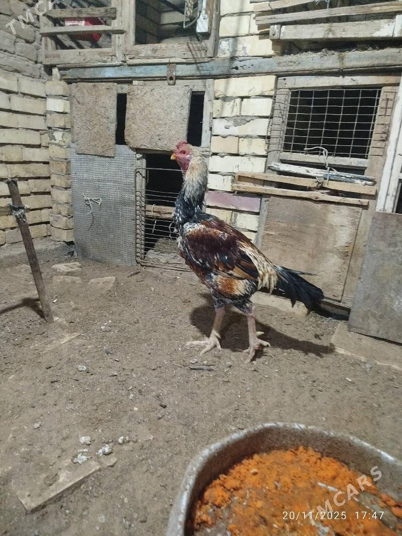 horaz - Mary - img 5