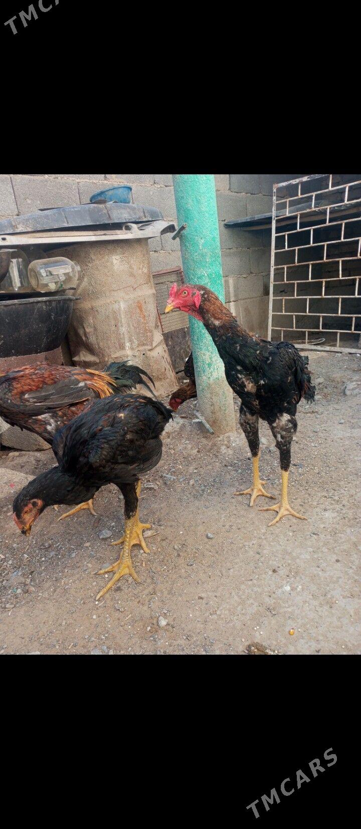 horaz juje - Aşgabat - img 3