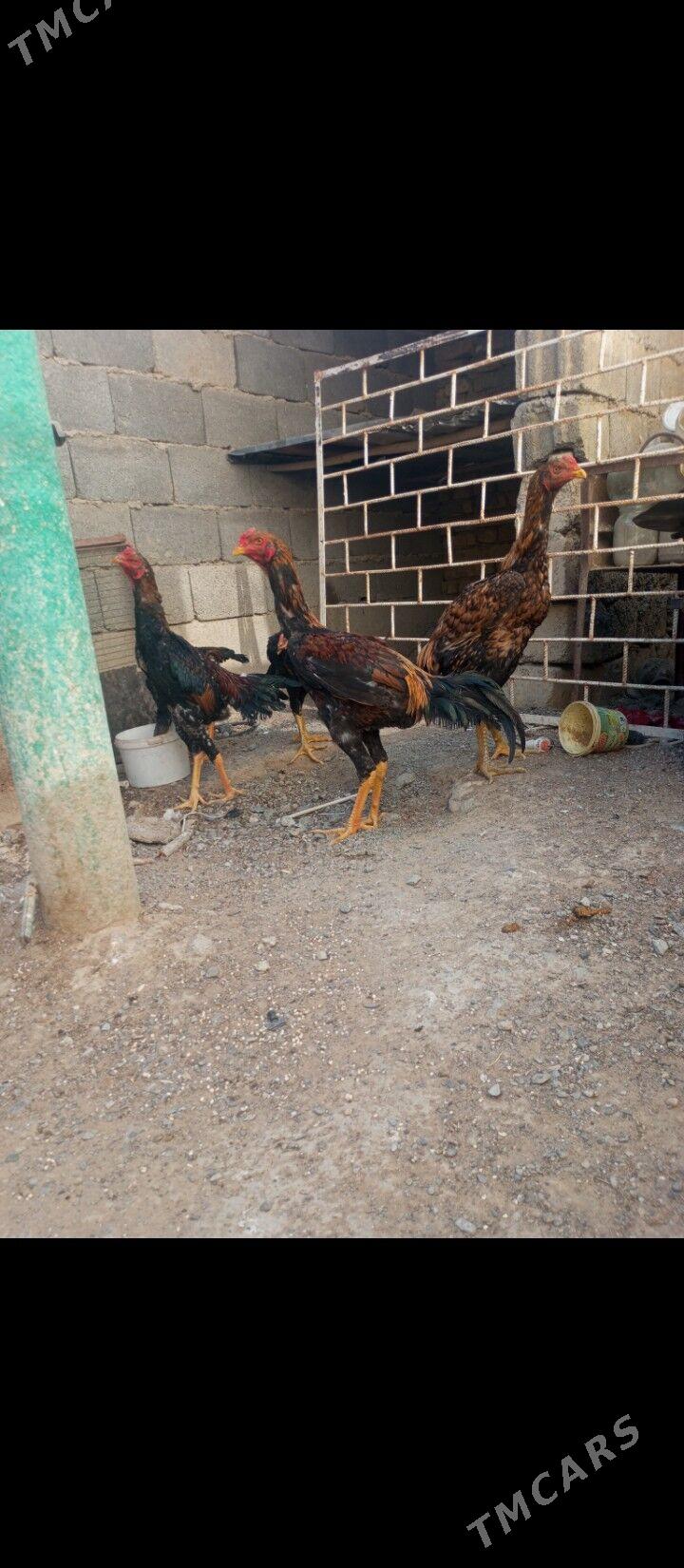 horaz juje - Aşgabat - img 2