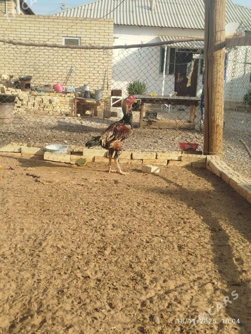 horaz - Mary - img 3