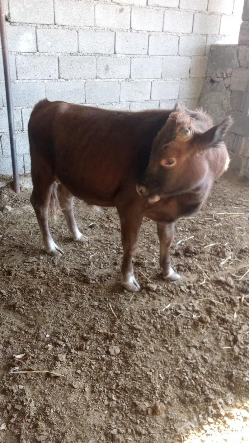 Öküz - Ak bugdaý etraby - img 3