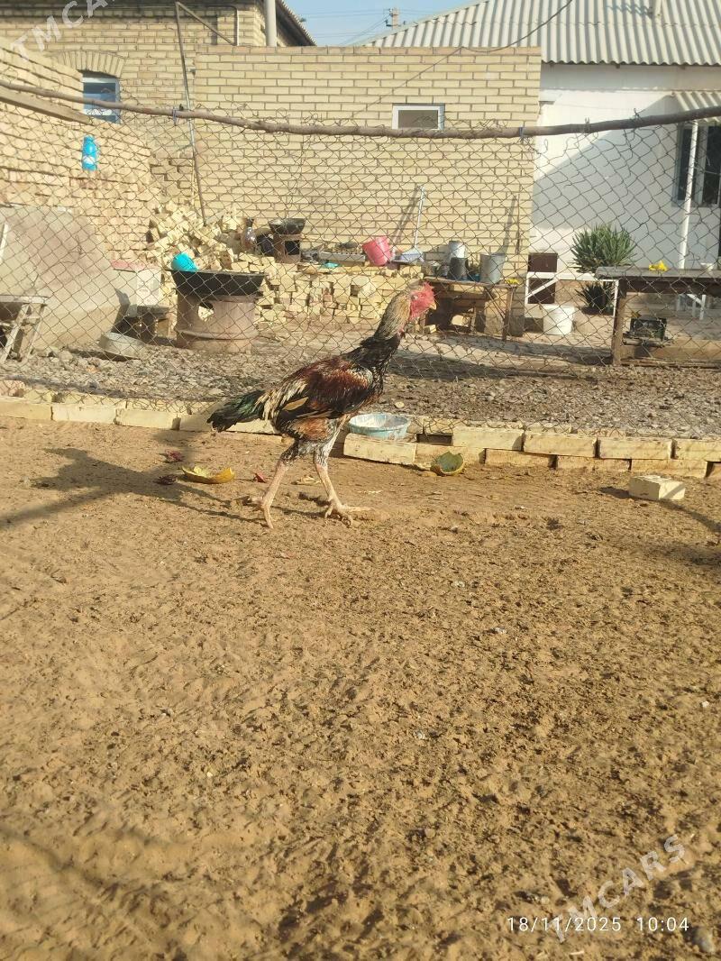 horaz - Mary - img 2