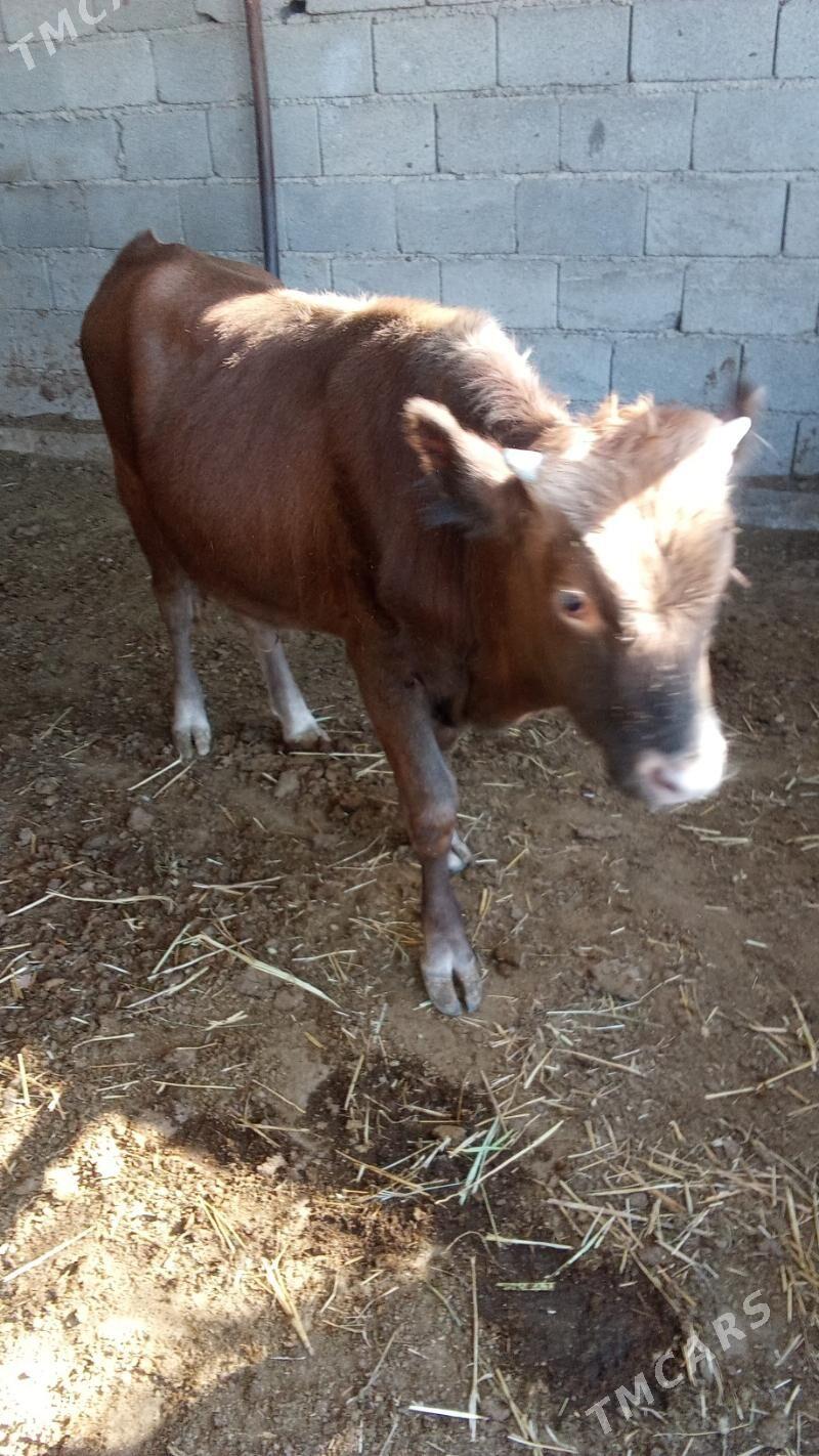 Öküz - Ak bugdaý etraby - img 1