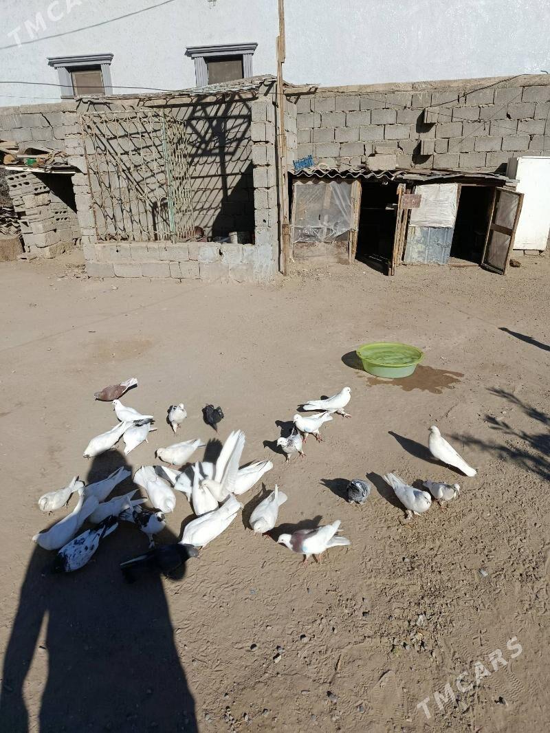 kepderi - Gökje - img 2