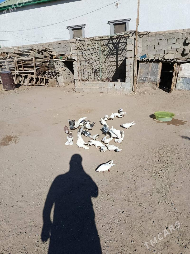 kepderi - Gökje - img 3