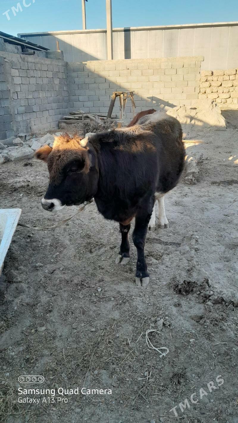 oküz - Büzmeýin - img 2