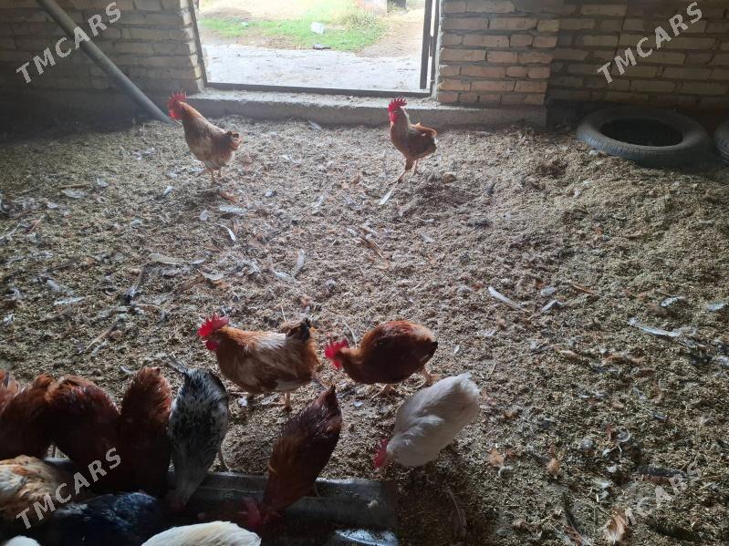 mesny towuk horaz - Saýat - img 2