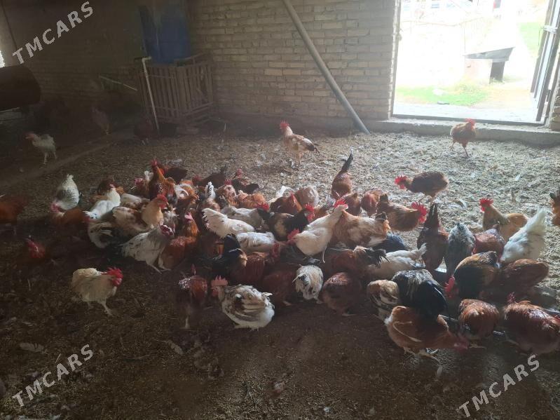 mesny towuk horaz - Saýat - img 3