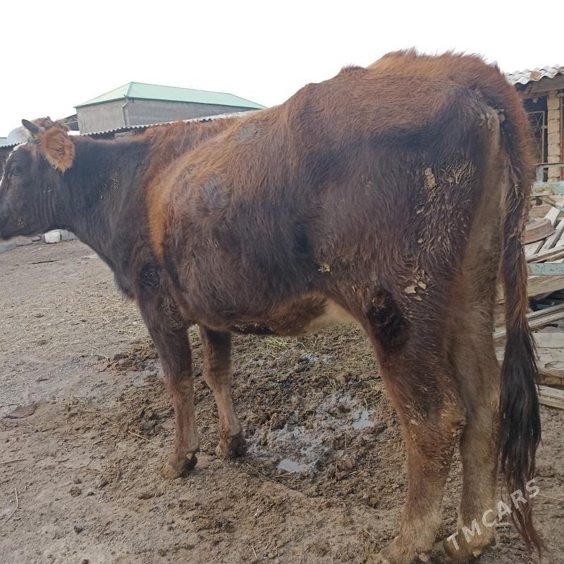 Sygyr gysyr - Ak bugdaý etraby - img 3