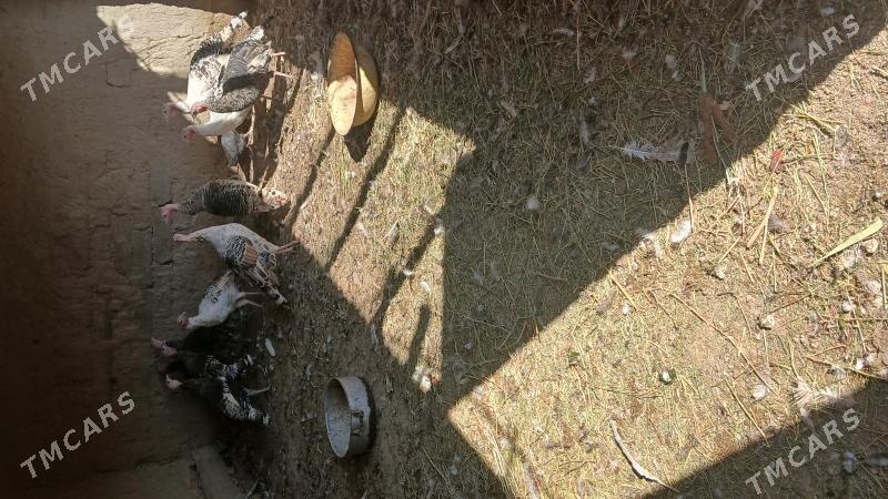 induk - Бахарден - img 4