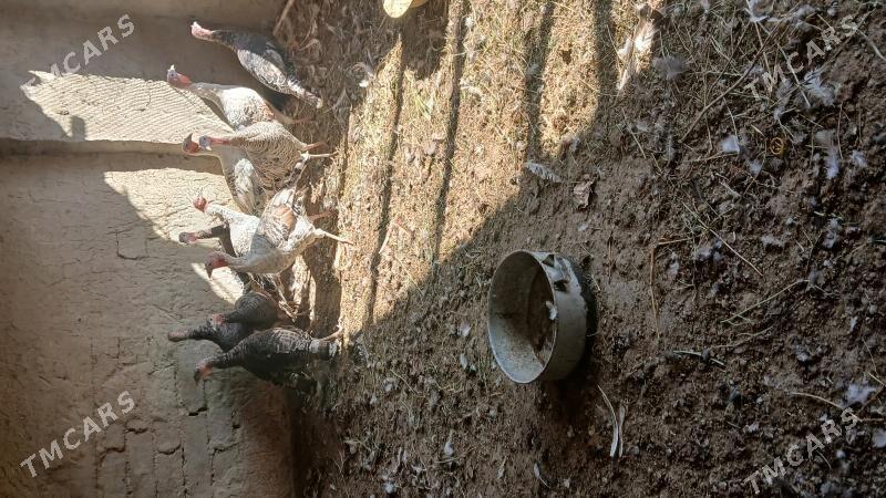 induk - Бахарден - img 3