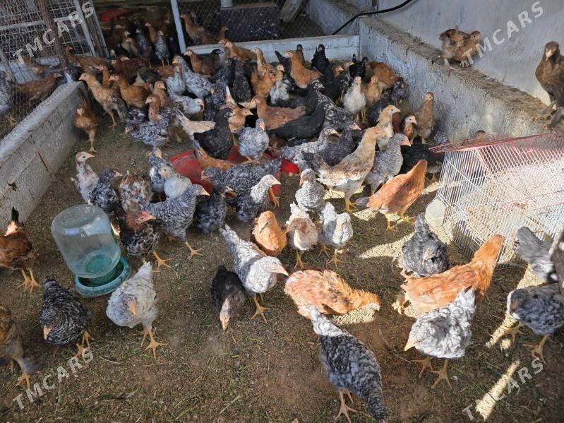 Satlyk jüje - Büzmeýin - img 3