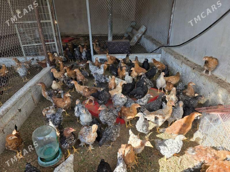 Satlyk jüje - Büzmeýin - img 2