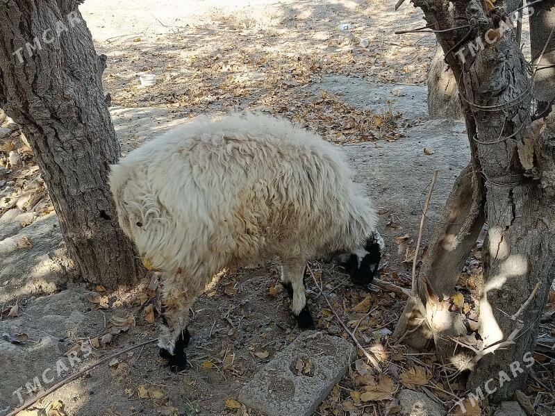 Tokly - Gökdepe - img 1