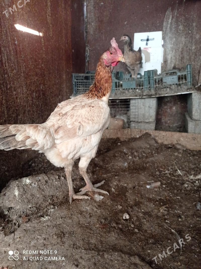 taskent towuk - Türkmenbaşy - img 4