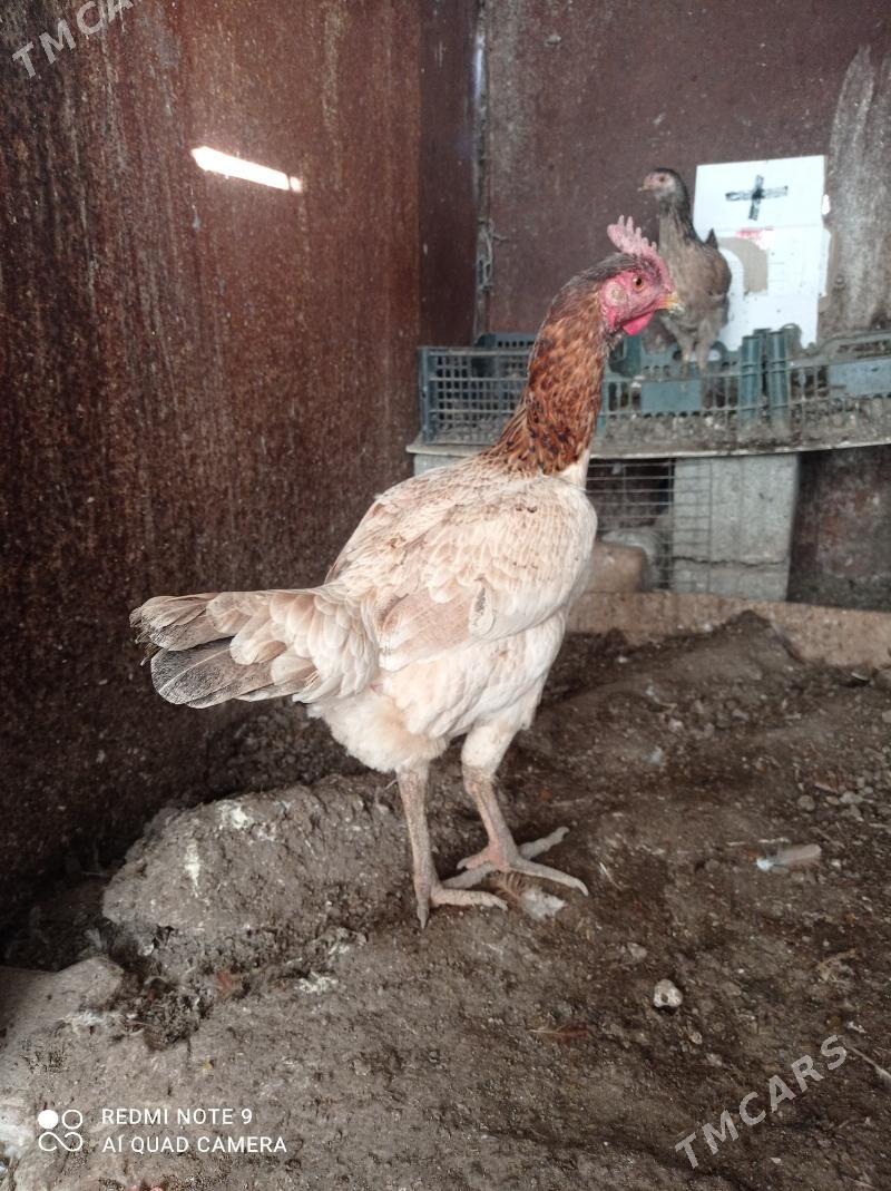 taskent towuk - Türkmenbaşy - img 3