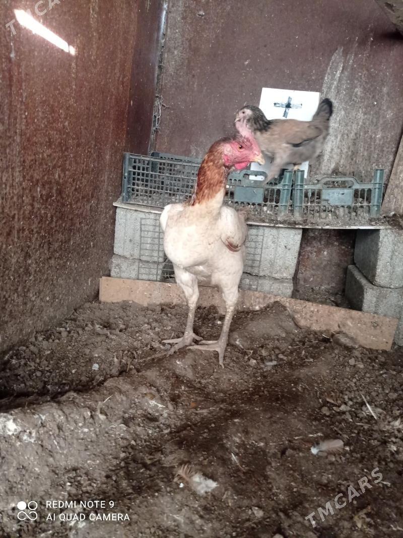 taskent towuk - Türkmenbaşy - img 1