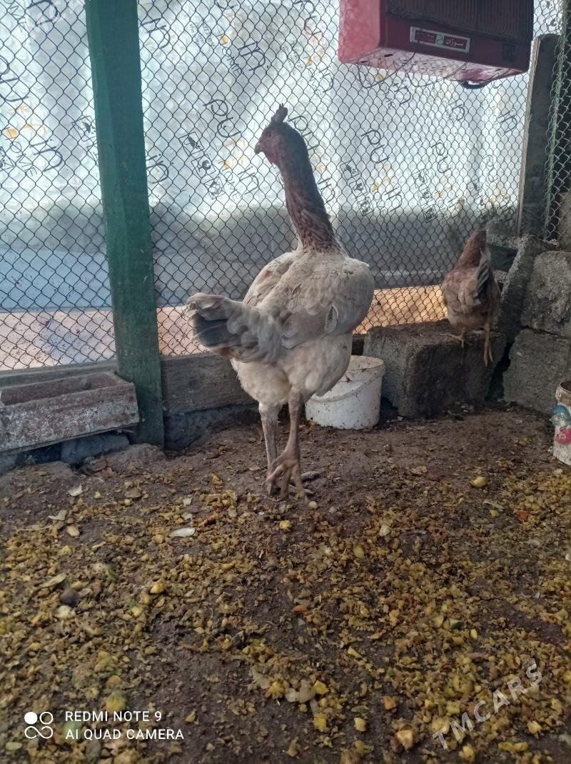 taskent towuk - Türkmenbaşy - img 5