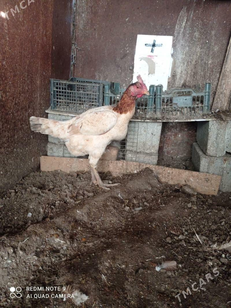 taskent towuk - Türkmenbaşy - img 6