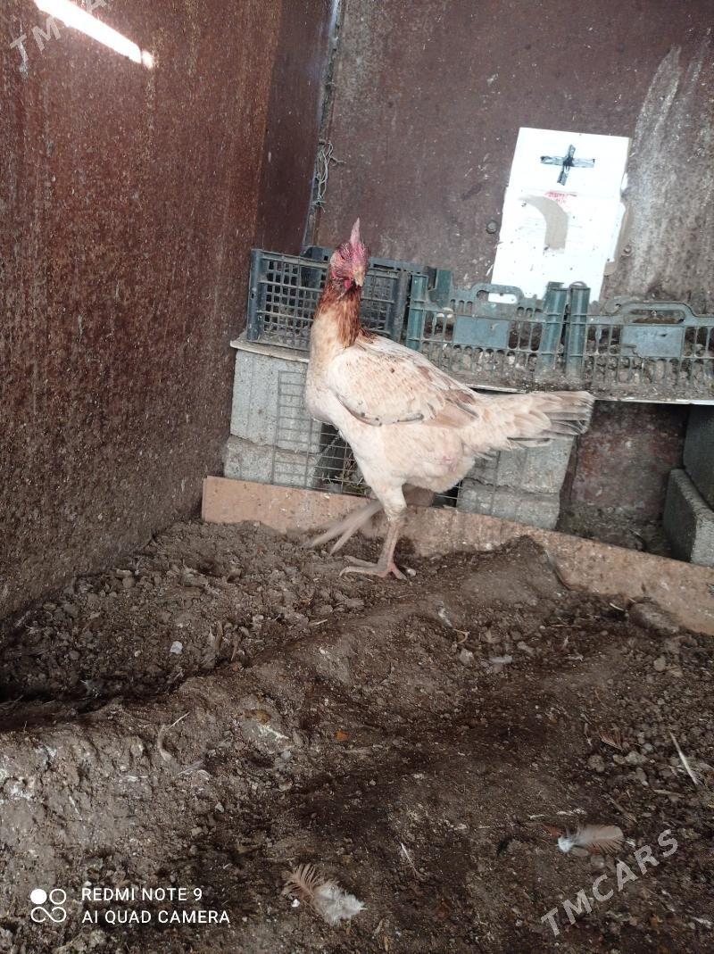 taskent towuk - Türkmenbaşy - img 7