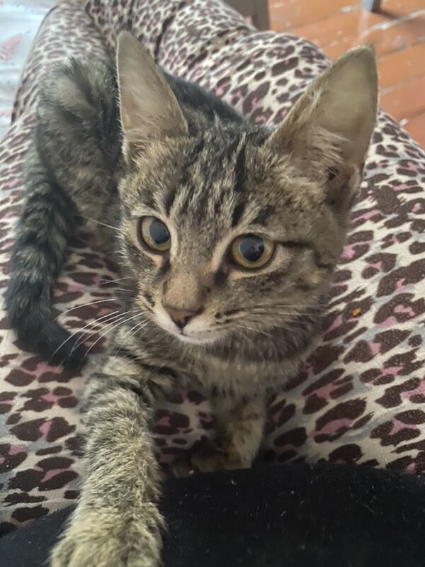 котёнок - Туркменабат - img 9