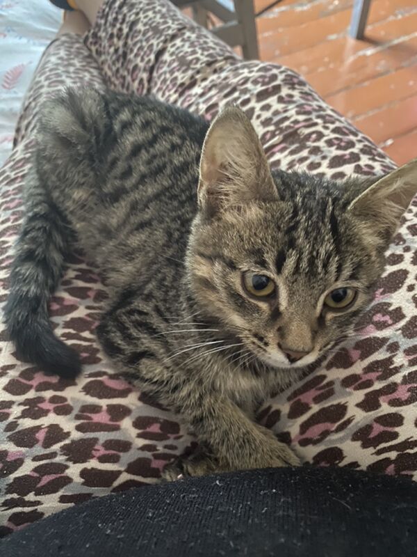 котёнок - Туркменабат - img 8