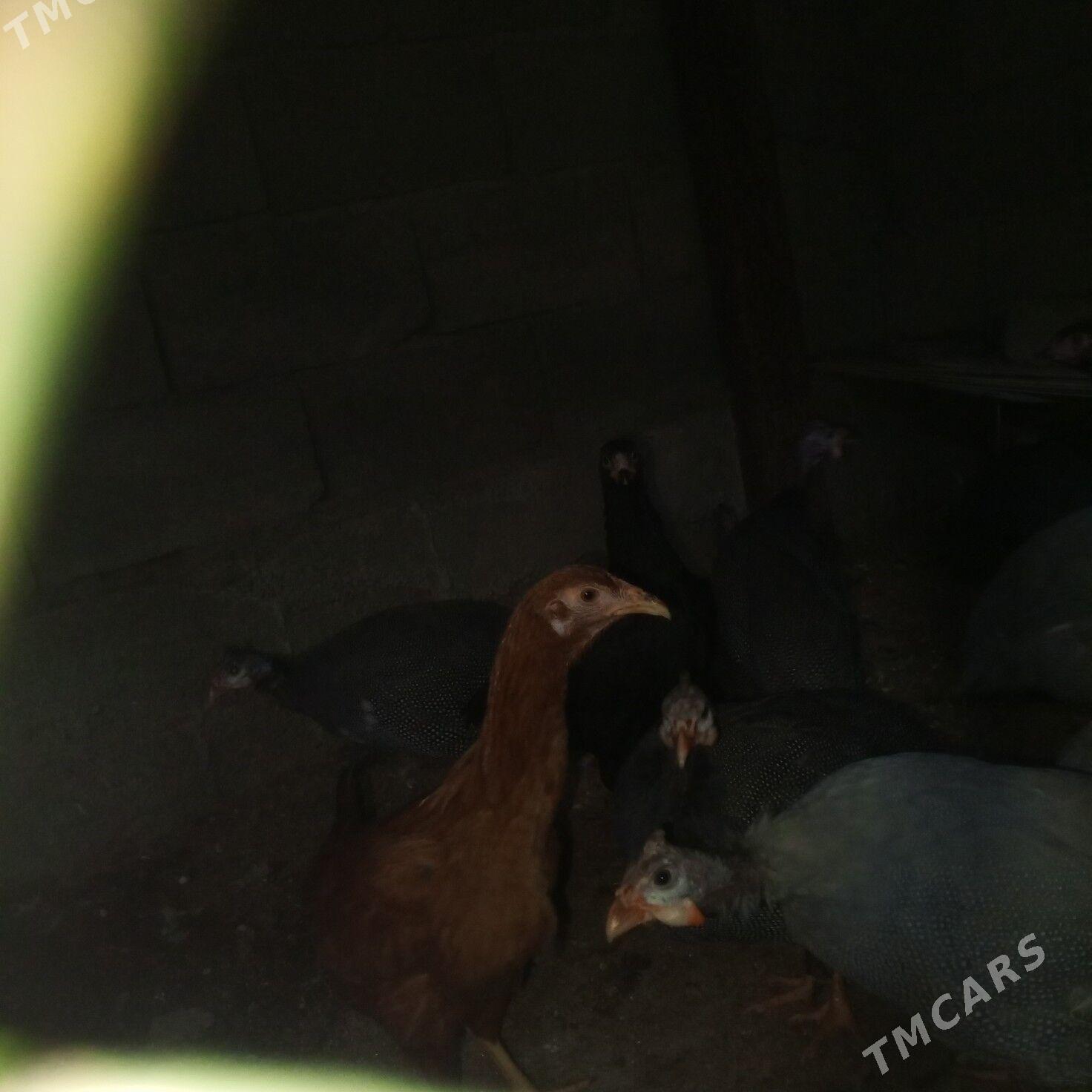 sizarka taskent - Büzmeýin - img 3