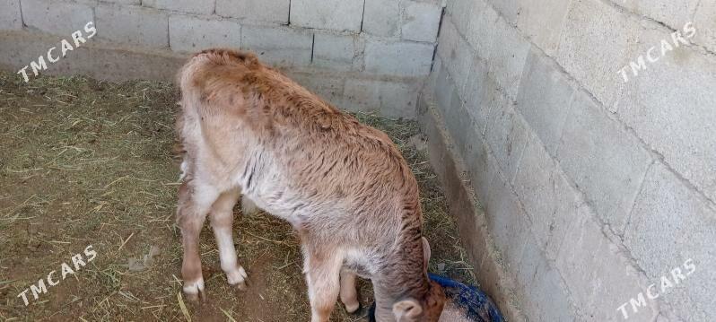 goleli sygyr - Jebel - img 2