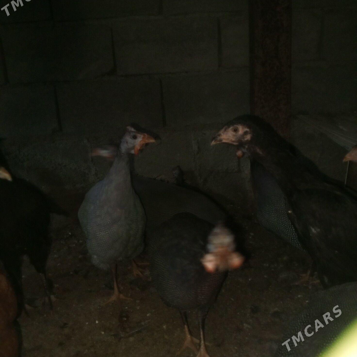 sizarka taskent - Büzmeýin - img 2