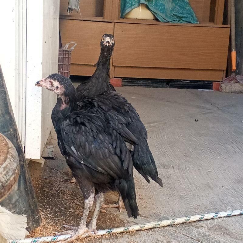 sizarka taskent - Büzmeýin - img 4