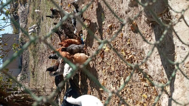 towuk - Кака - img 1