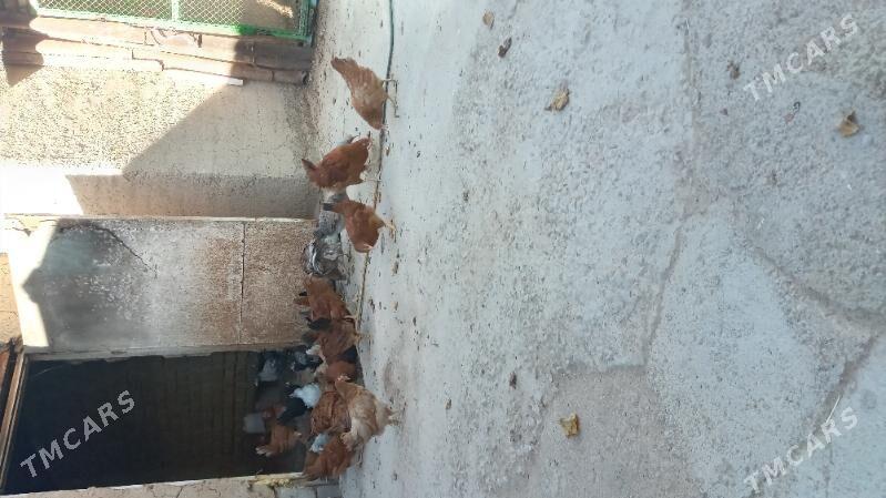 towuk jüje - Kaka - img 1