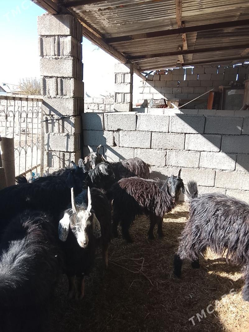 cebis - Ашхабад - img 2