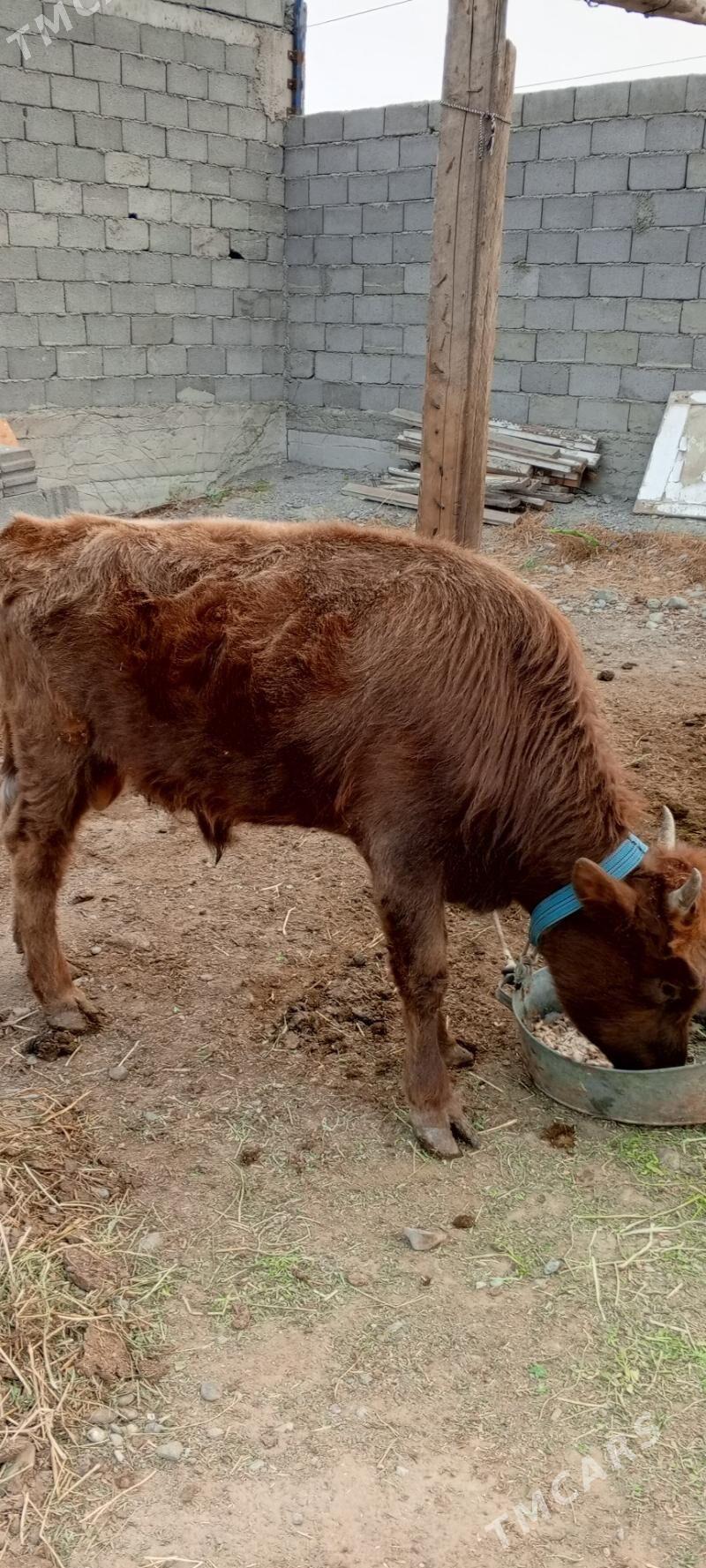 Gole - Кипджак - img 1