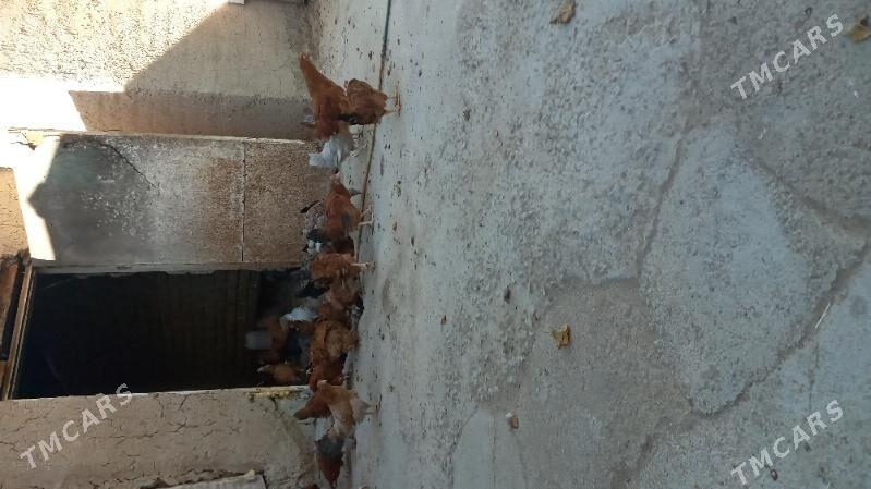 towuk jüje - Kaka - img 2