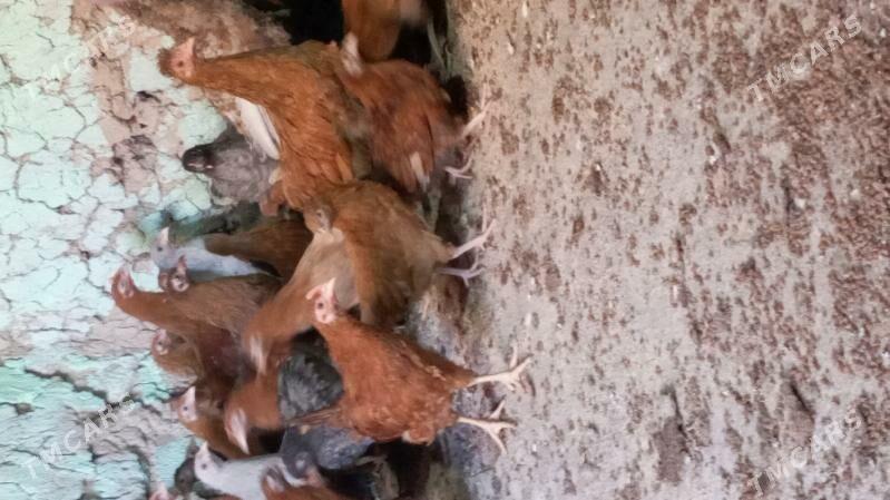 towuk jüje - Kaka - img 3